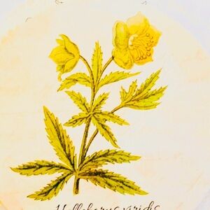 Fairyloot Exclusive Botanic Coasters